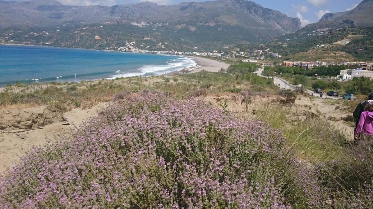 Annamaria Sea Side View Studio- 25M From The Beac Plakias Exterior photo